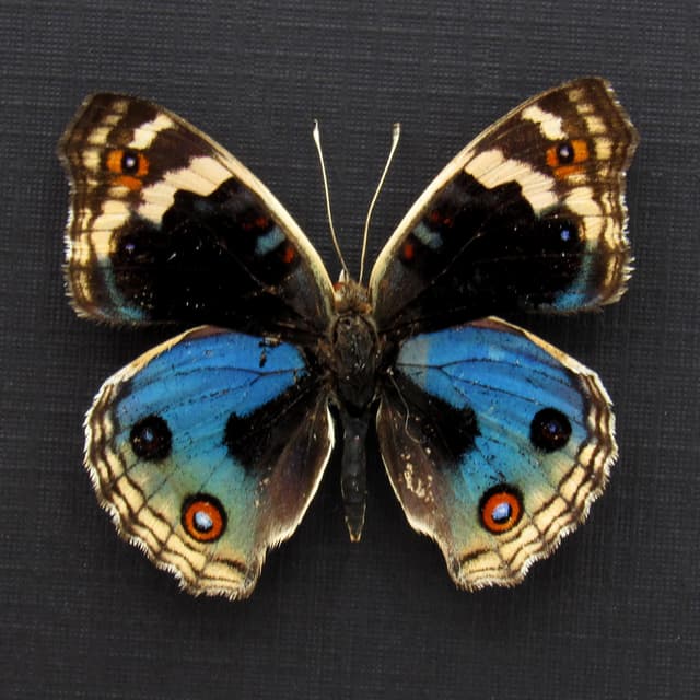 Real Blue Eyed Pansy butterfly framed taxidermy - Junonia orithya