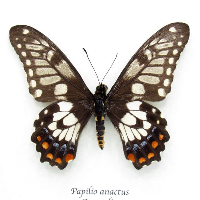 Rare Dainty Swallowtail butterfly framed taxidermy - Papilio anactus