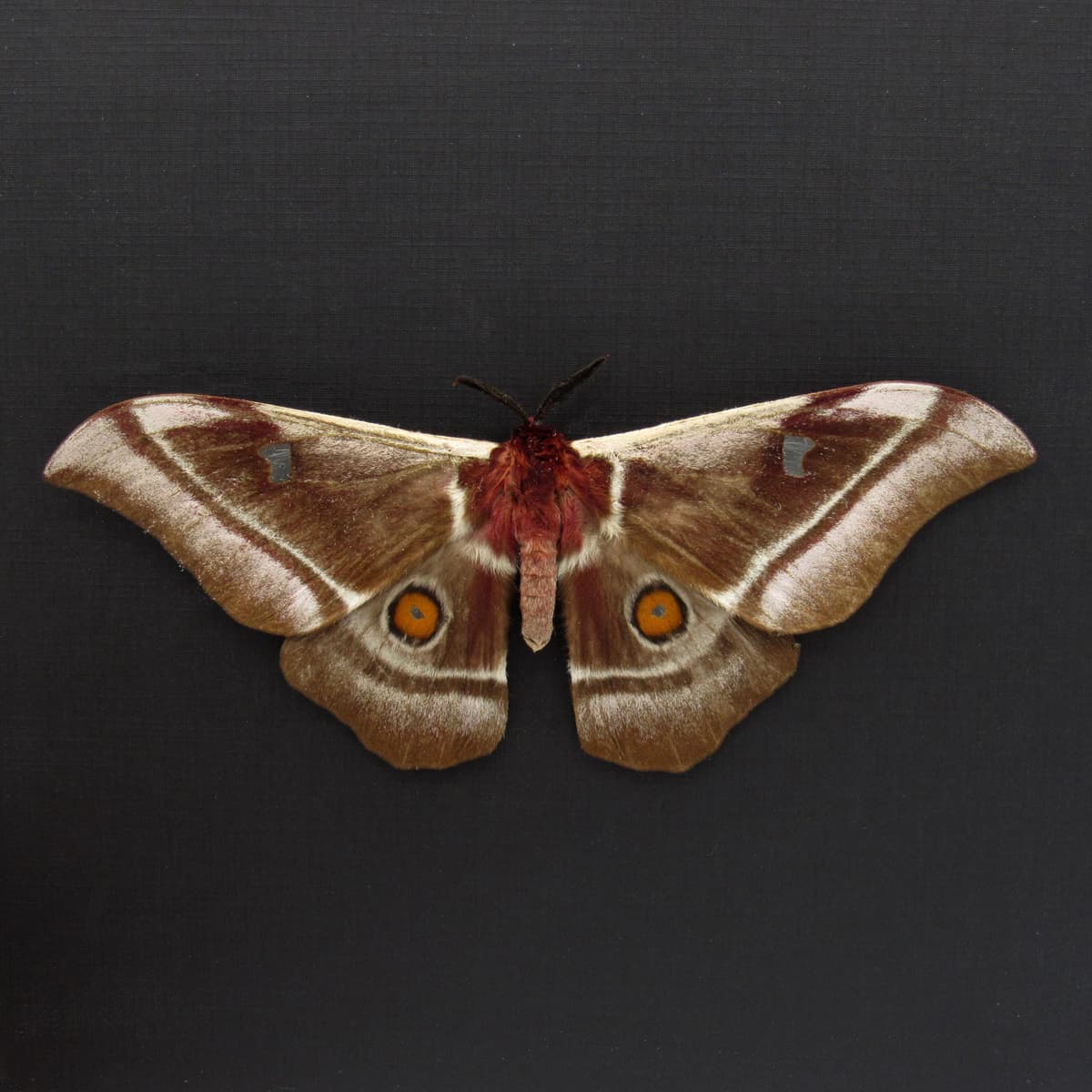 Real Giant pink Madagascar Emperor moth framed taxidermy - Bunaea aslauga - female - Victorian mount