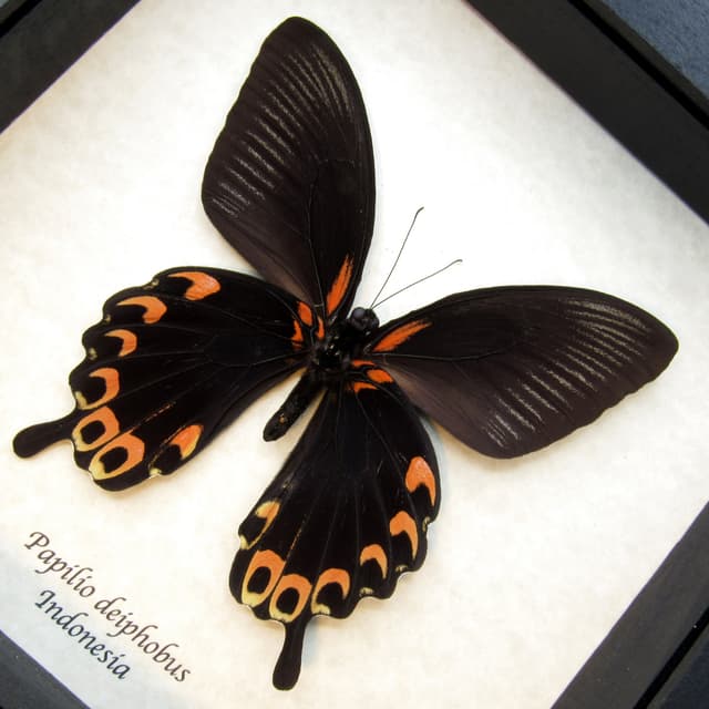 Real pink swallowtail butterfly framed taxidermy - Papilio deiphobus