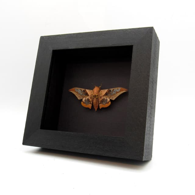 Rare Clear Wing Saturn moth framed taxidermy - Neocarnegia basirei - Victorian mount