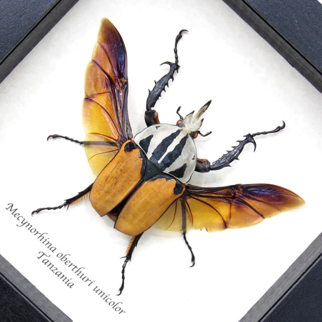 Real Giant Flower beetle framed - Mecynorhina oberthuri unicolor