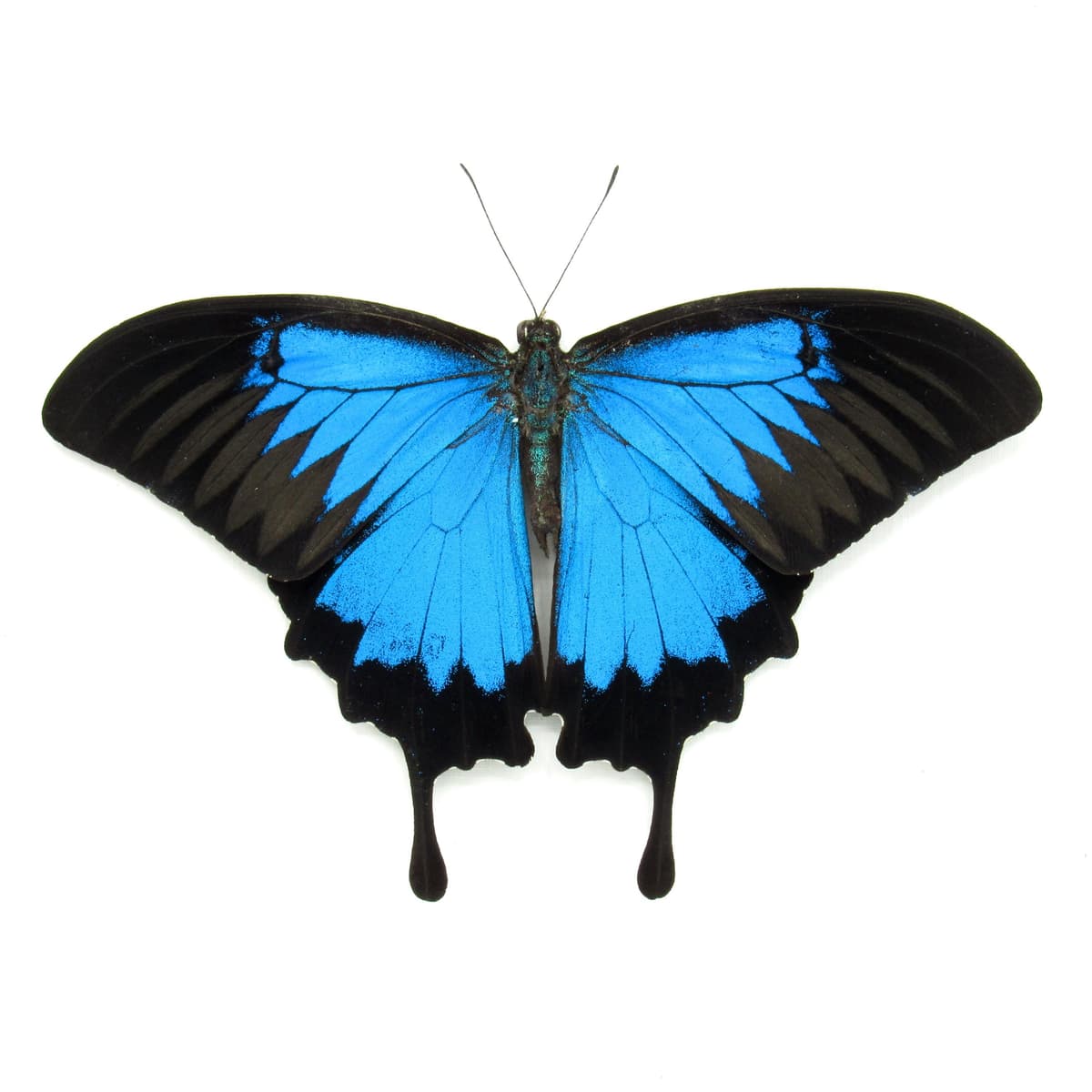 Real iridescent Blue Ulysses Swallowtail butterfly framed - Papilio ulysses - Victorian mount
