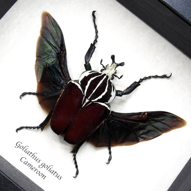 Real XL Flower Beetle framed taxidermy - Goliathus goliatus