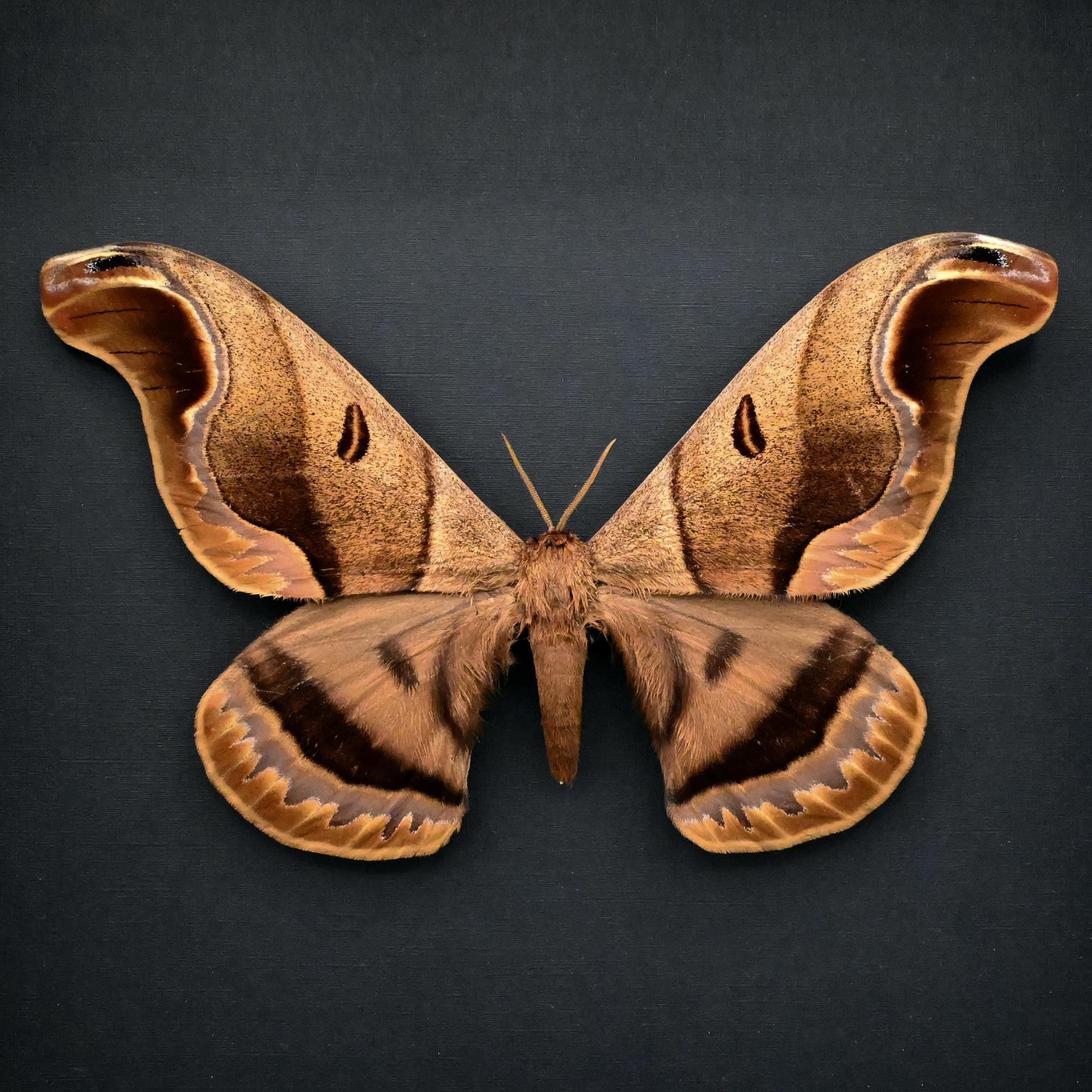 Rare Giant Saturn moth framed taxidermy - Caio romulus - XL specimen