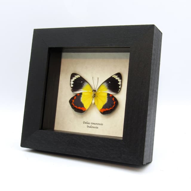 Real yellow Delias butterfly framed taxidermy - Delias timorensis