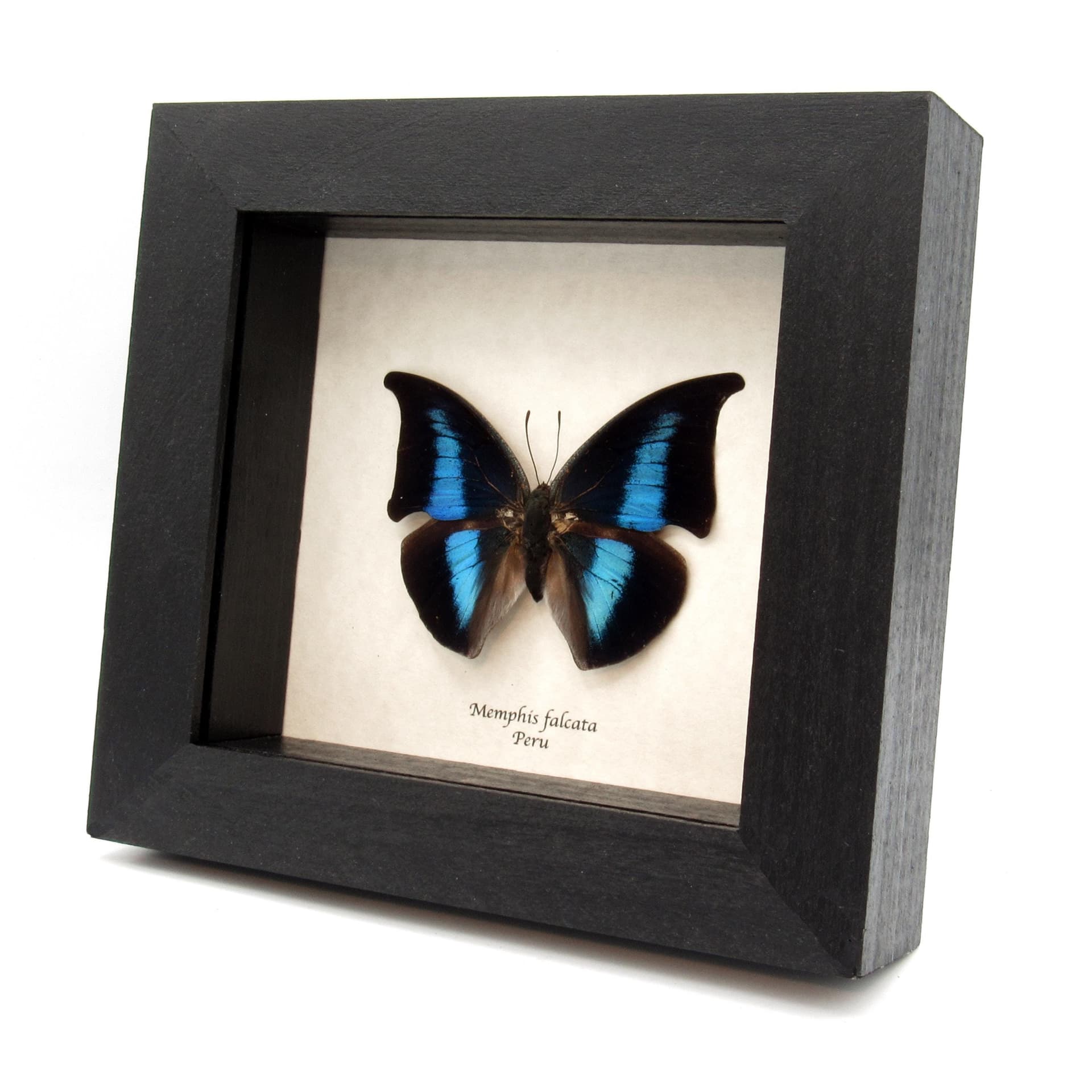 Rare Blue Hatchet Wing butterfly framed taxidermy - Memphis falcata