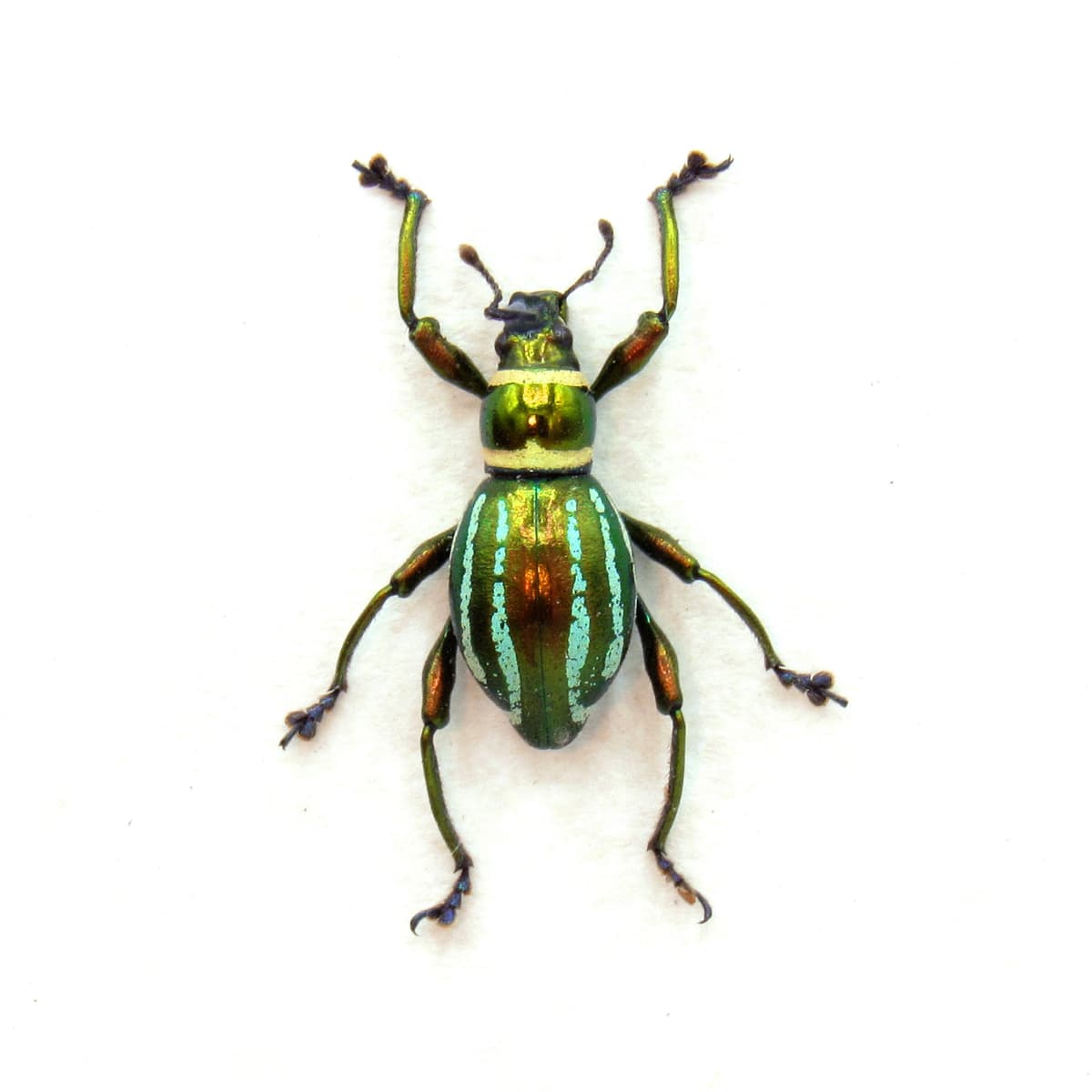 WEEVIL MANIA - Real metallic beetle framed taxidermy - Pachyrhynchus species