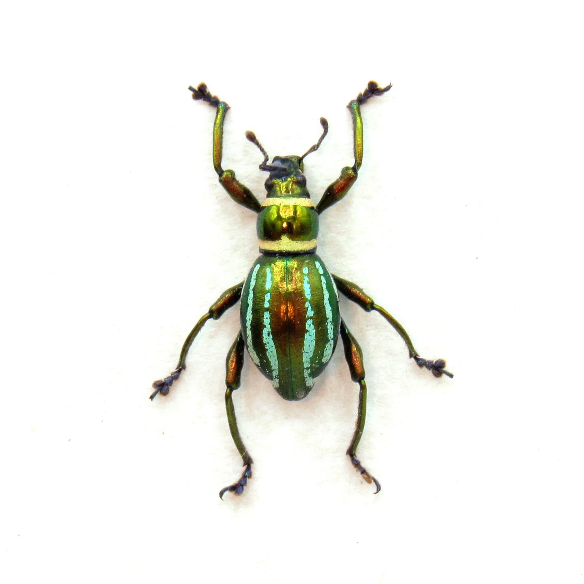 WEEVIL MANIA - Real metallic beetle framed taxidermy - Pachyrhynchus species