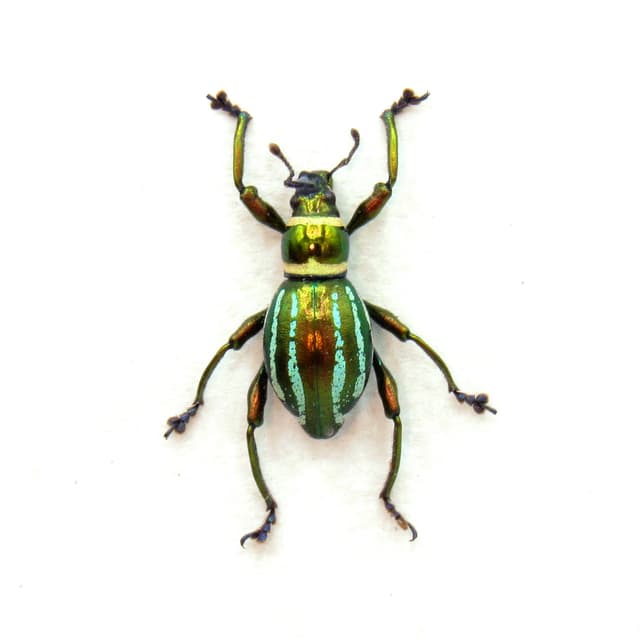 WEEVIL MANIA - Real metallic beetle framed taxidermy - Pachyrhynchus species