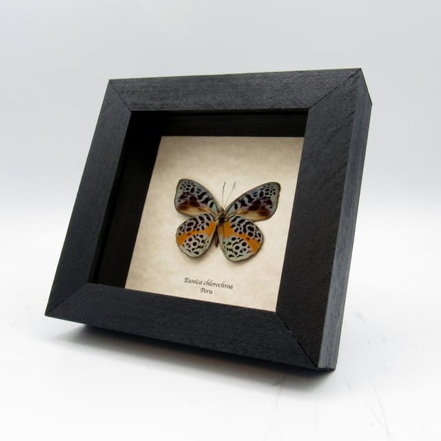 Real metallic butterfly framed taxidermy - Eunica chlorochroa