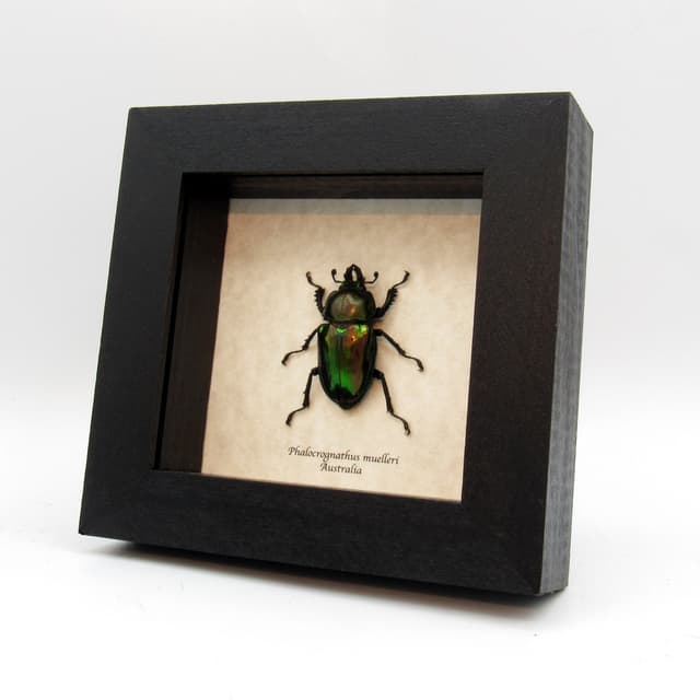 Rare Rainbow Stag beetle framed taxidermy - Phalacrognathus muelleri - female