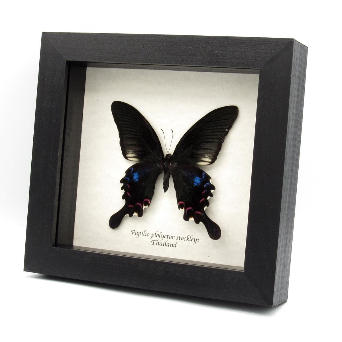 Real framed taxidermy Peacock Swallowtail butterfly - Papilio plolyctor stockleyi
