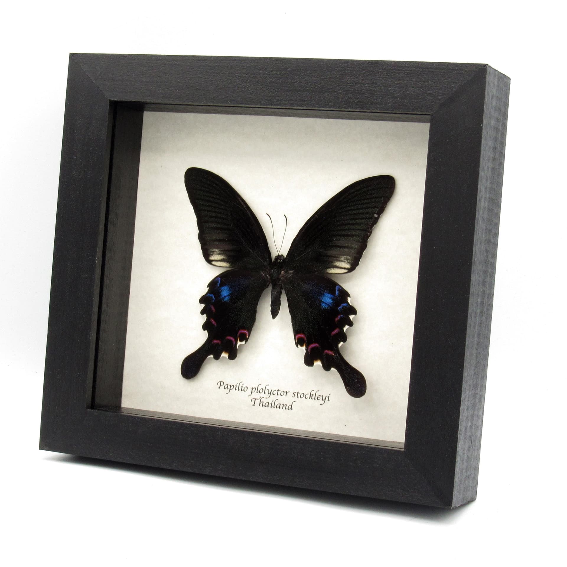Real framed taxidermy Peacock Swallowtail butterfly - Papilio plolyctor stockleyi
