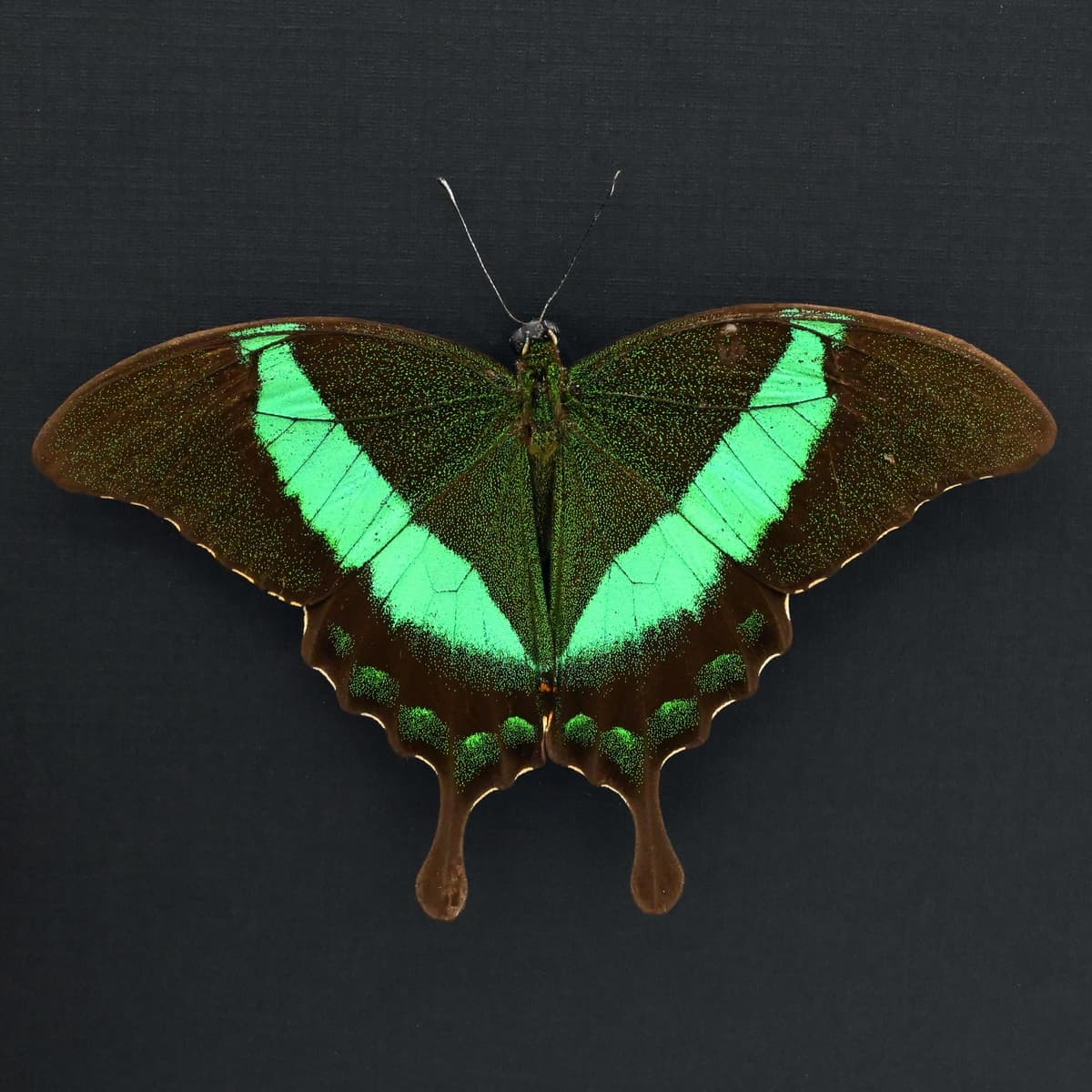 Real Emerald Swallowtail framed taxidermy - Papilio palinurus daedalus - Victorian mount