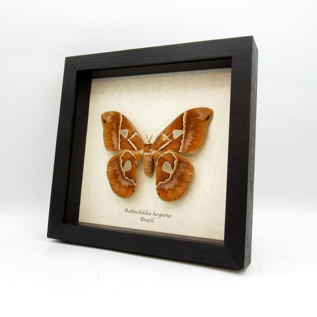 Real large Saturn moth framed taxidermy - Rothschildia hesperus - female