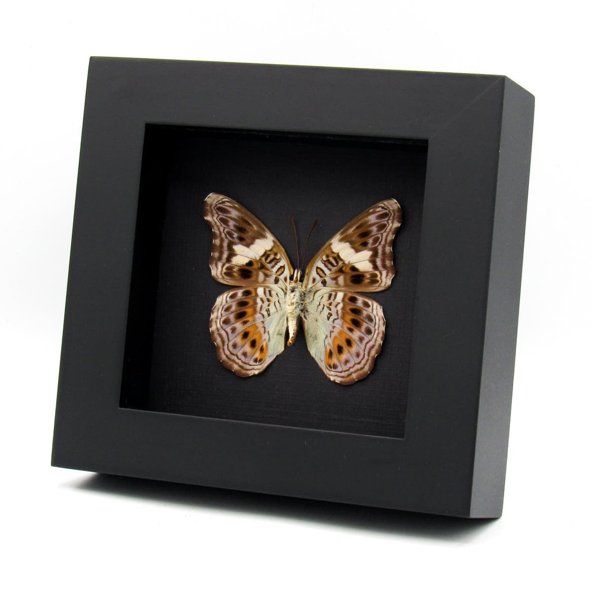 Real lavender butterfly framed taxidermy - Lamasia lyncides