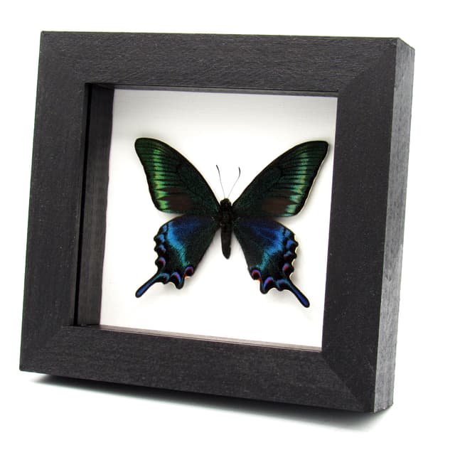 Real Alpine Swallowtail framed taxidermy - Papilio maackii tutanus - spring form