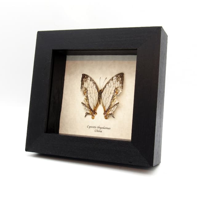 Real Common Map butterfly framed taxidermy - Cyrestis thyodamas