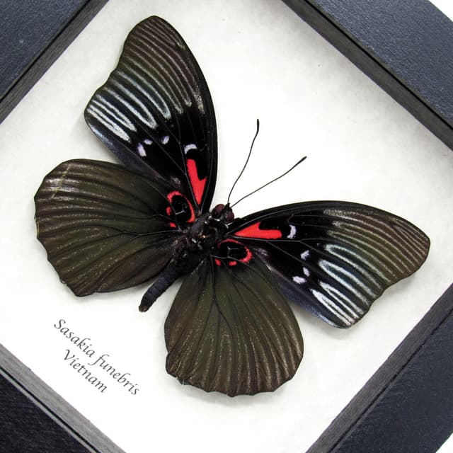 Rare large black Empress butterfly framed specimen - Sasakia funebris