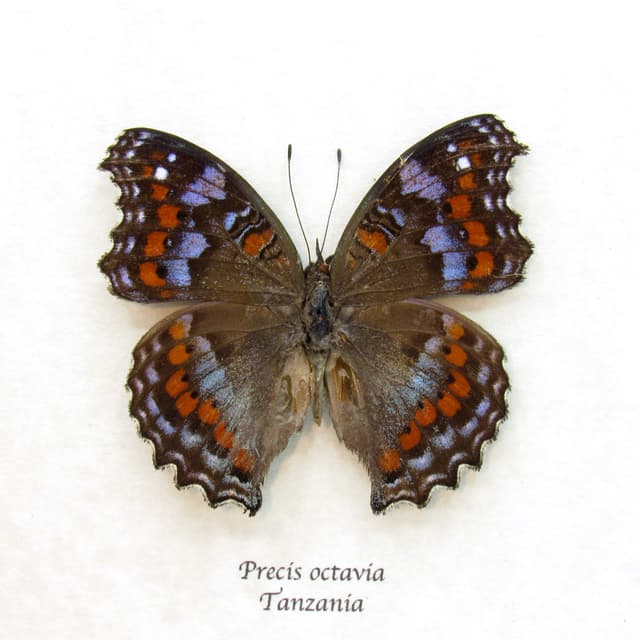 Real Gaudy Commodore butterfly framed taxidermy - Precis octavia - blue form