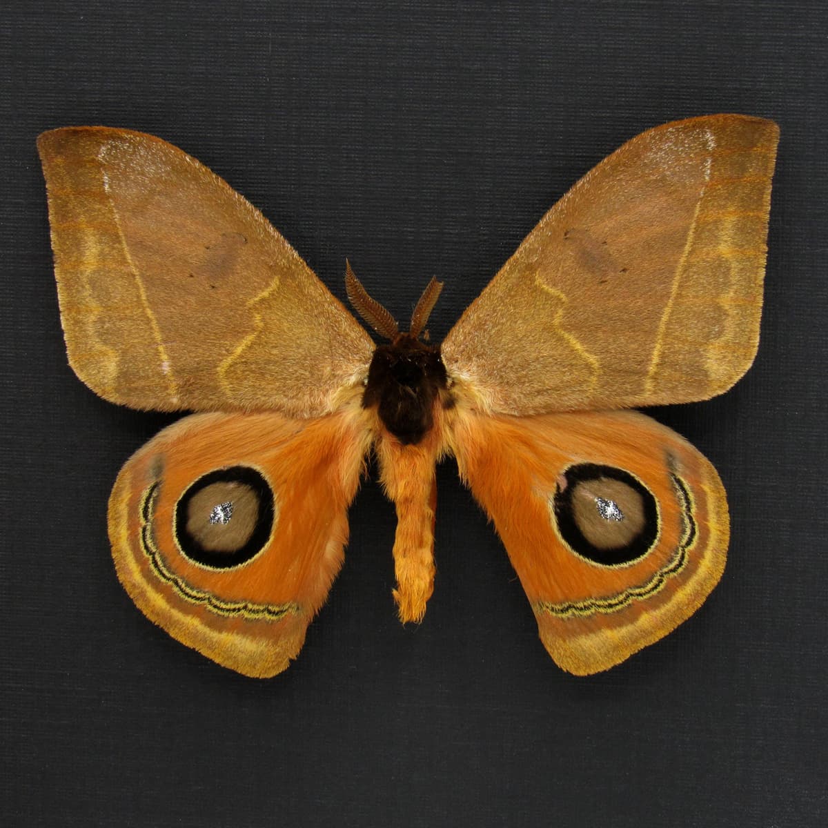 Real Saturn moth framed taxidermy - Automeris species