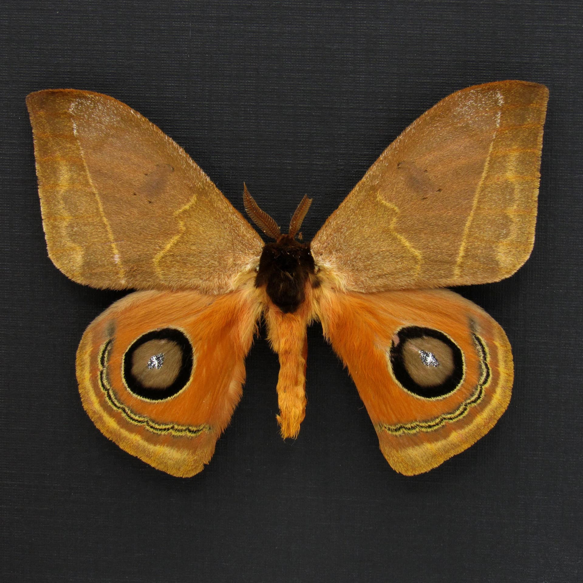 Real Saturn moth framed taxidermy - Automeris species