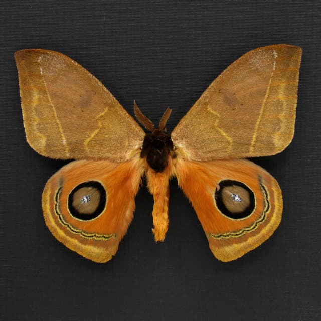 Real Saturn moth framed taxidermy - Automeris species