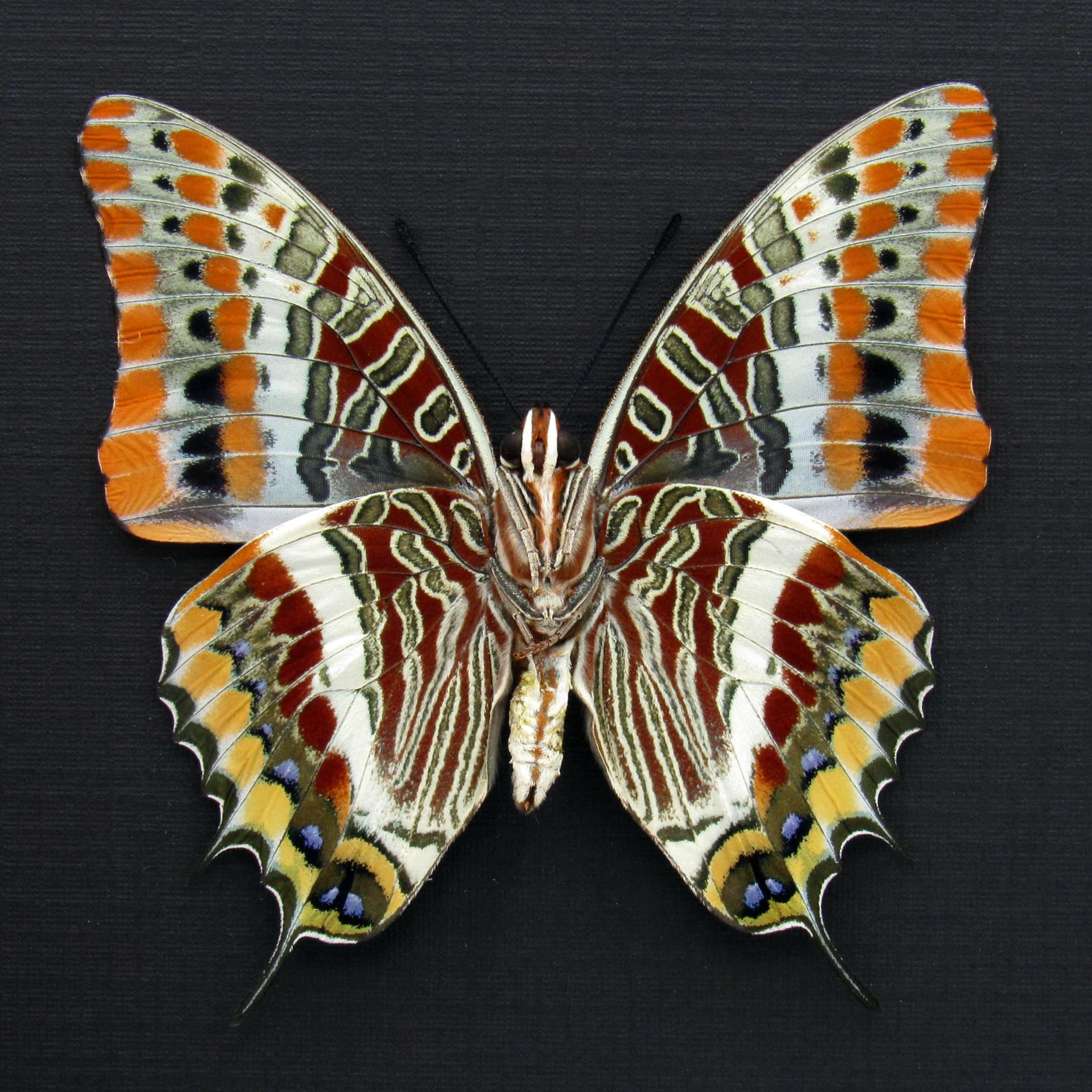 Rare Two-tailed Pasha butterfly framed taxidermy - Charaxes jasius septentrionalis