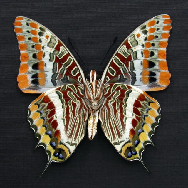 Rare Two-tailed Pasha butterfly framed taxidermy - Charaxes jasius septentrionalis