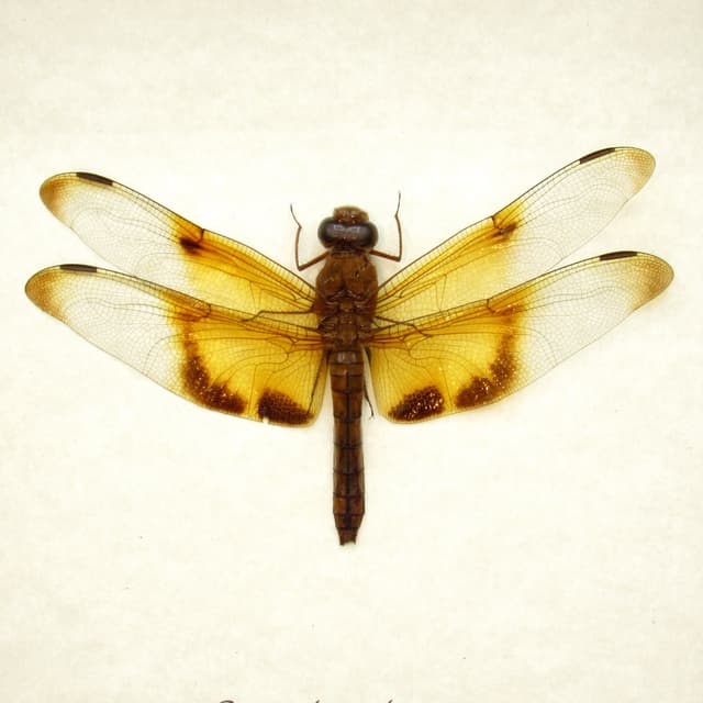 Rare Giant Forest Skimmer Dragonfly framed taxidermy - Camacina gigantea - female