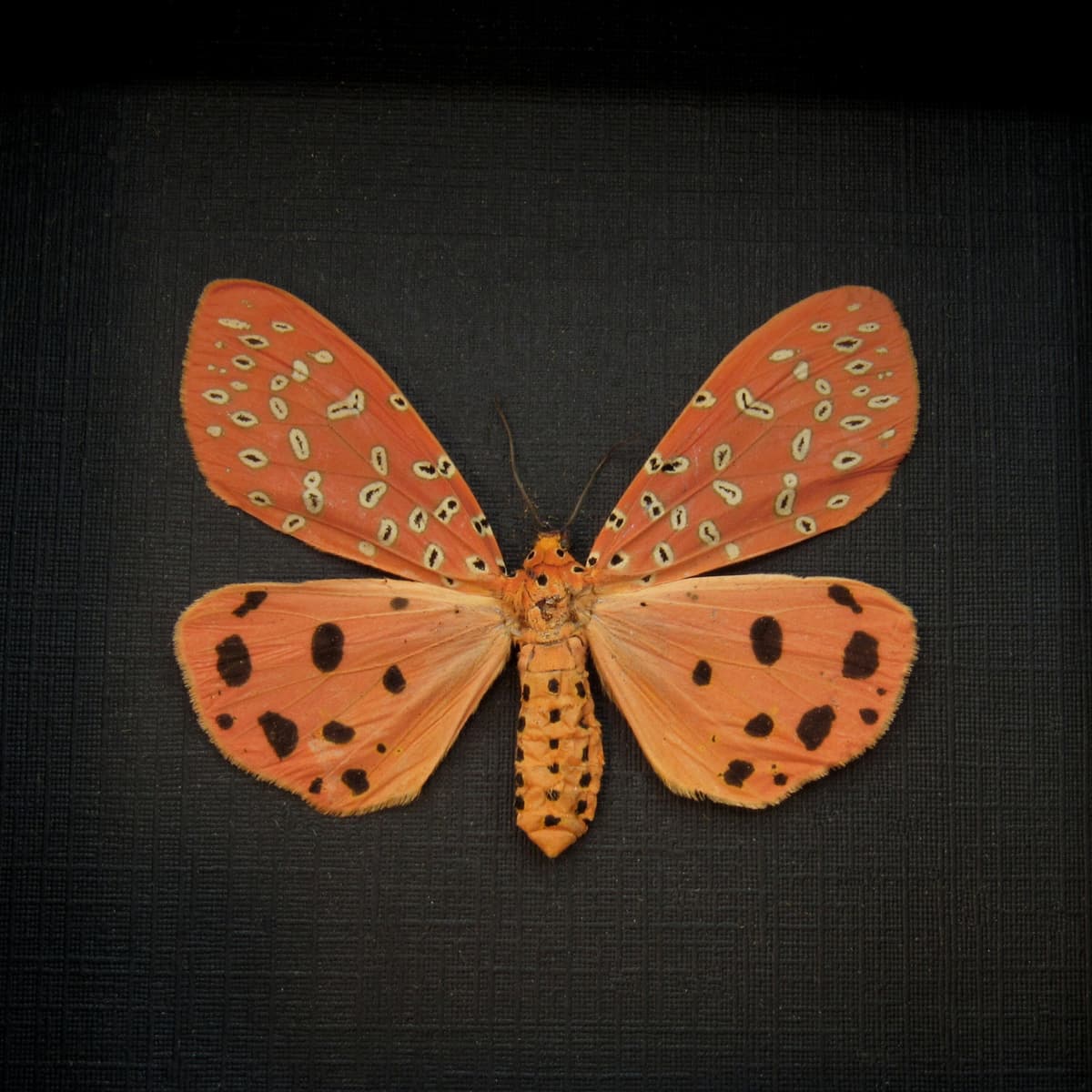 Real Mangina Moth framed taxidermy - Mangina argus