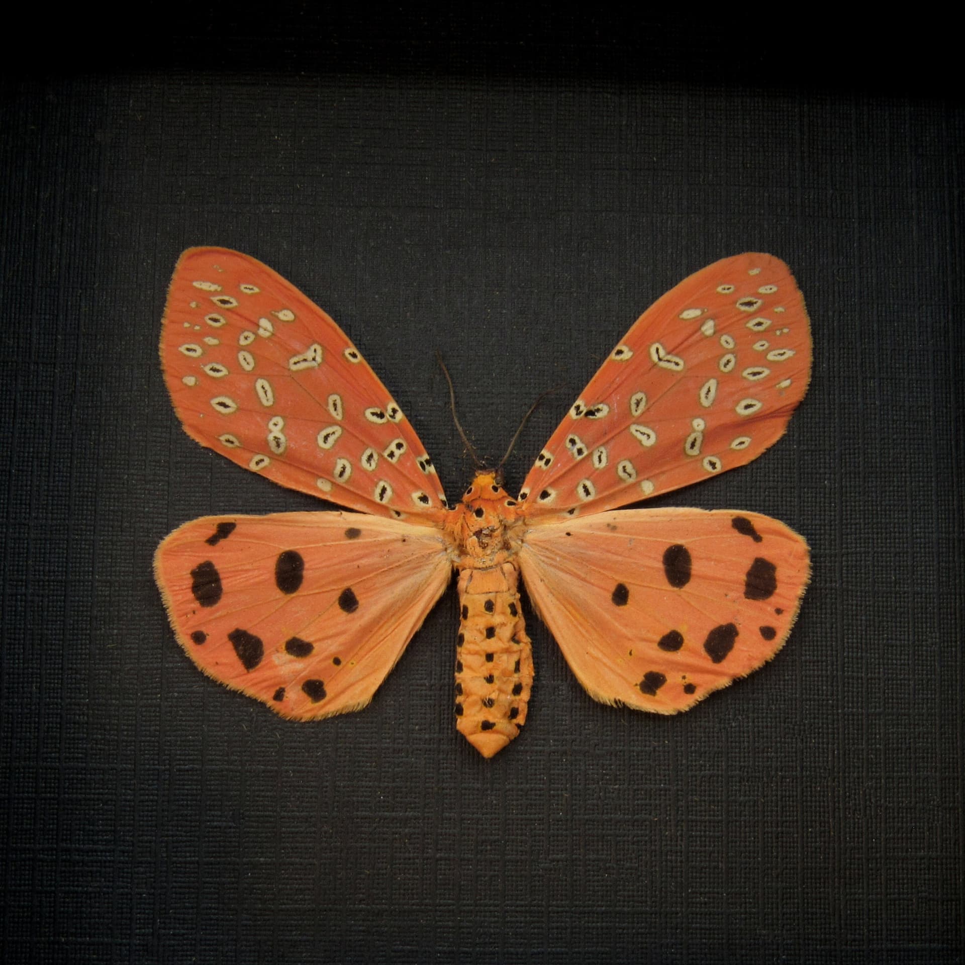Real Mangina Moth framed taxidermy - Mangina argus