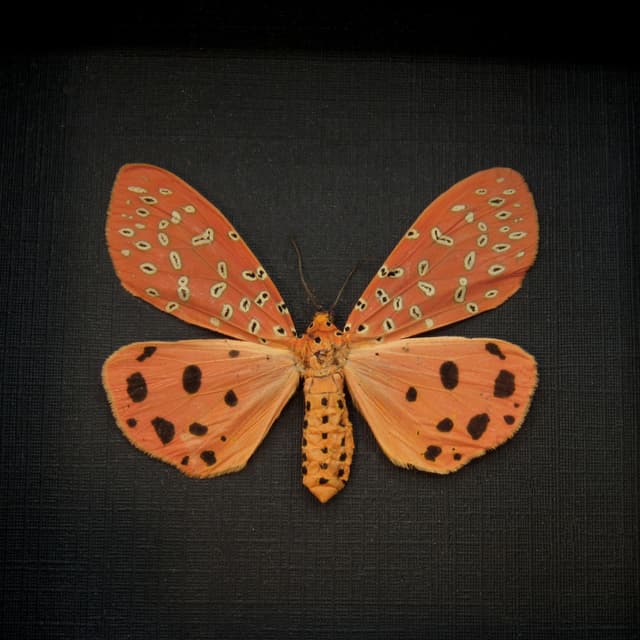 Real Mangina Moth framed taxidermy - Mangina argus