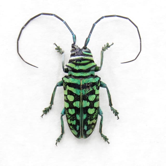 Rare green African Longhorn beetle specimen - Sternotomis mirabilis - female