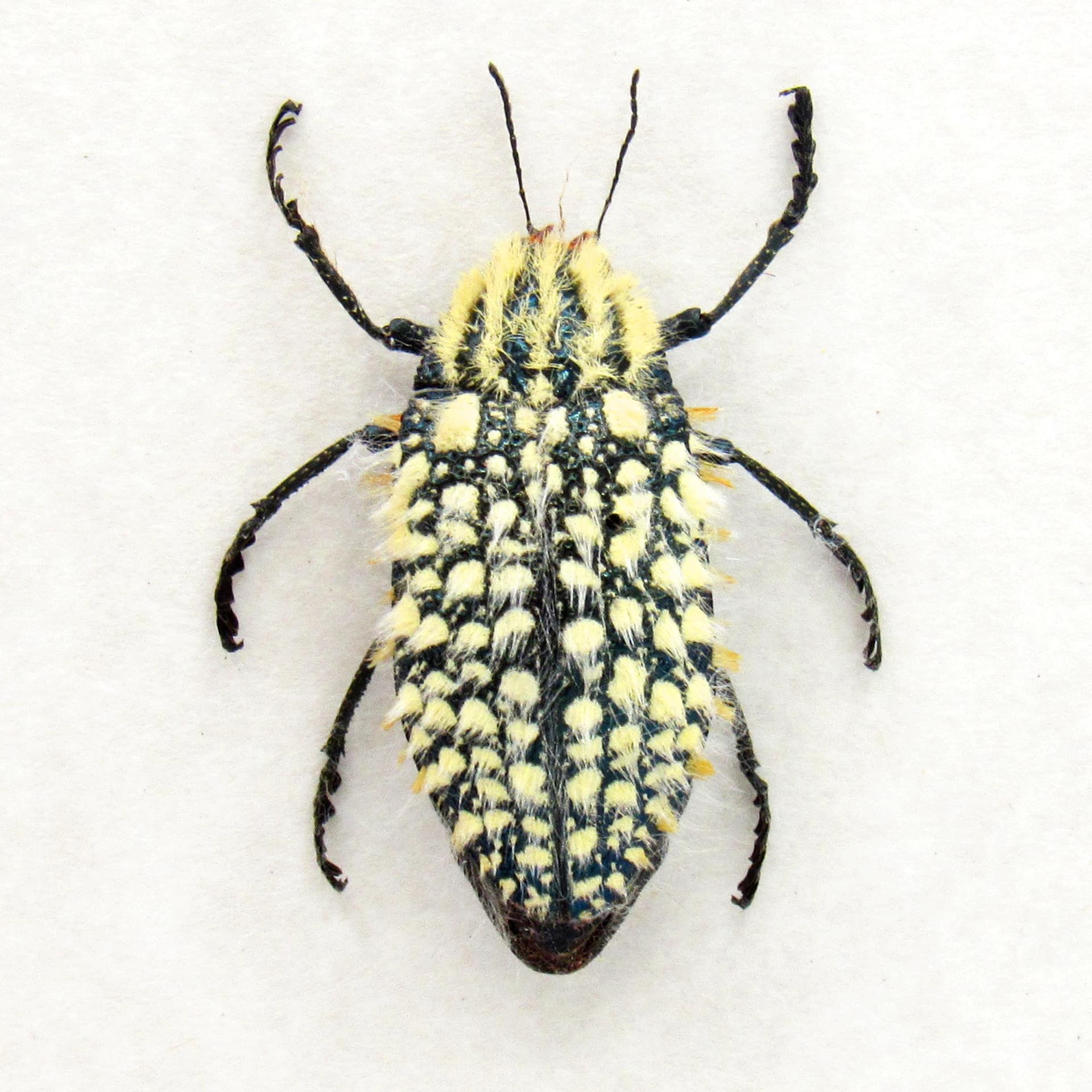 Very rare real hairy blue Jewel beetle framed taxidermy - Julodis hirsuta