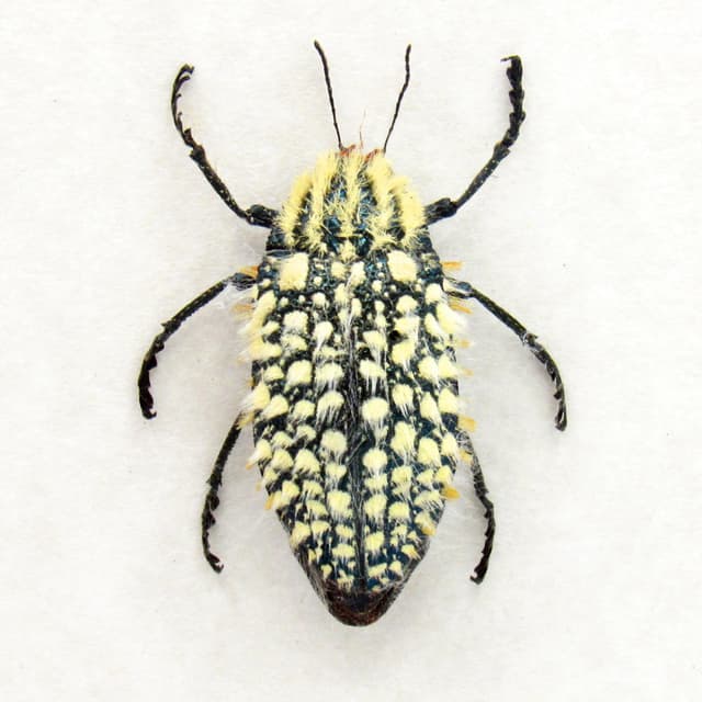 Very rare real hairy blue Jewel beetle framed taxidermy - Julodis hirsuta