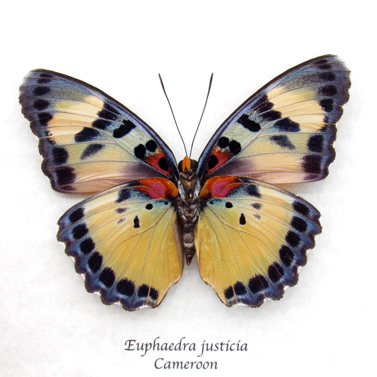 Rare Forester butterfly framed specimen - Euphaedra justicia - large female