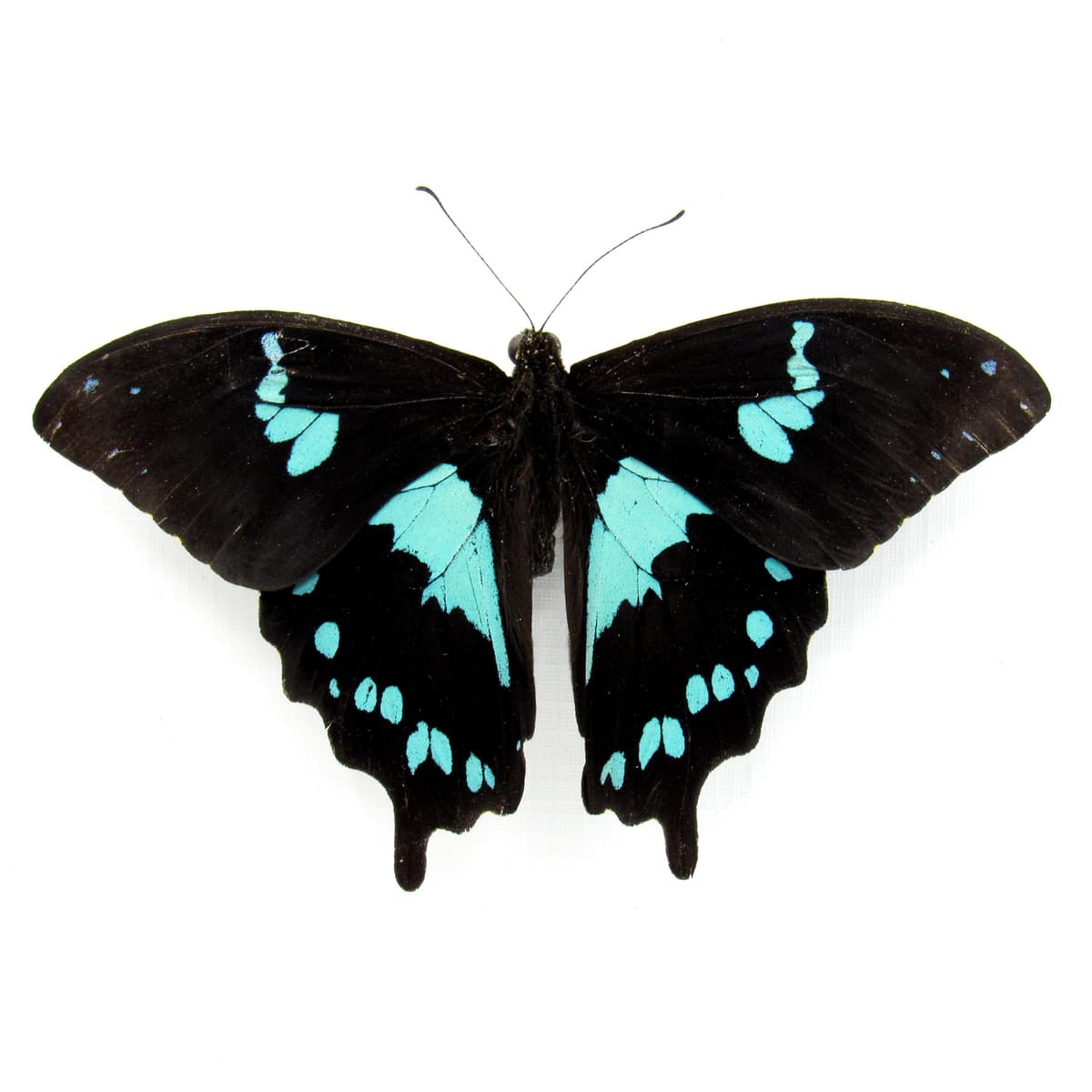 Real blue Teardrop Swallowtail butterfly framed taxidermy - Papilio epiphorbas - Victorian mount