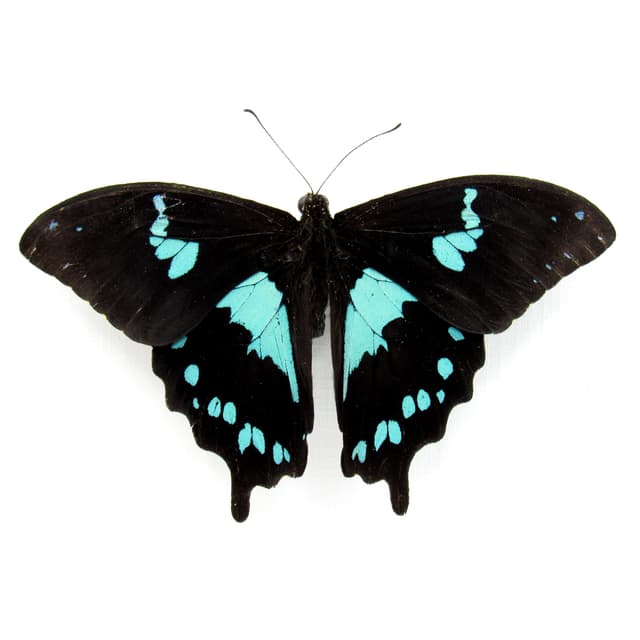 Real blue Teardrop Swallowtail butterfly framed taxidermy - Papilio epiphorbas - Victorian mount