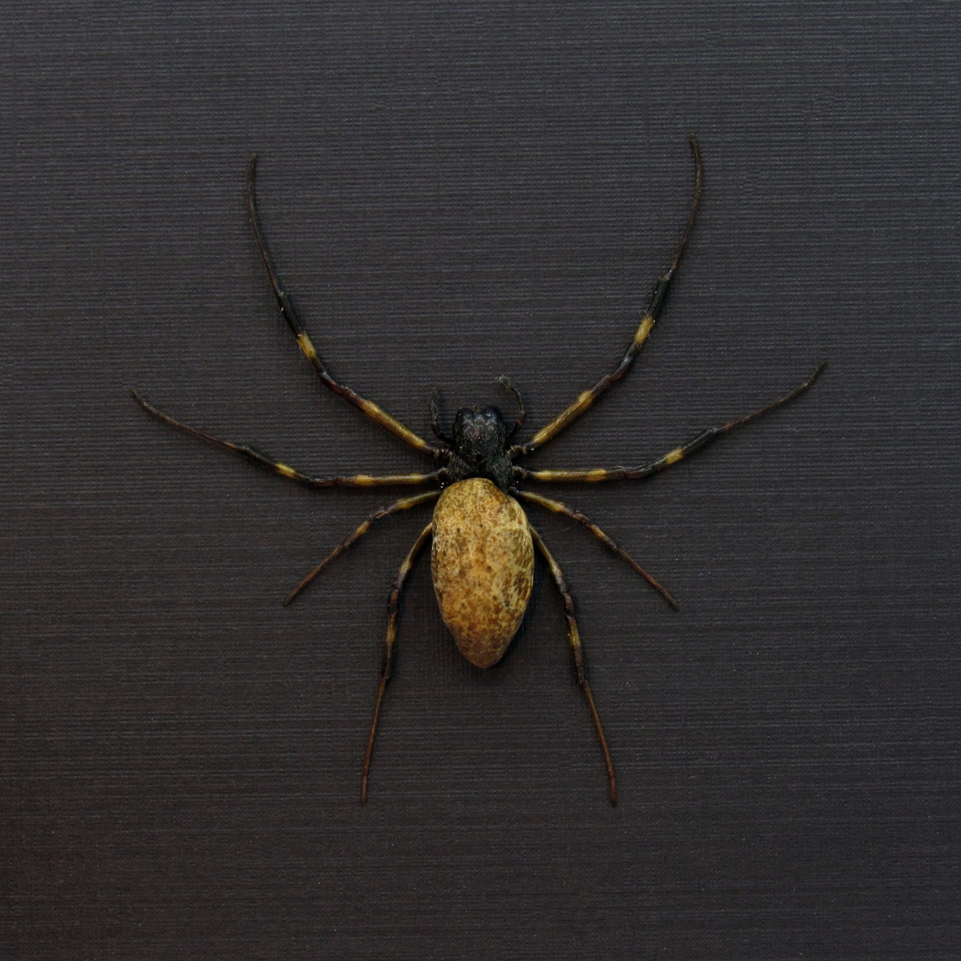 Real Asian Hermit Spider framed taxidermy - Nephilengys malabarensis