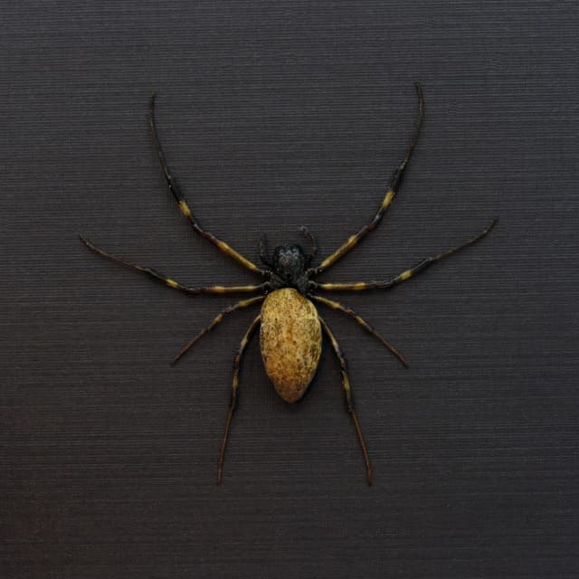Real Asian Hermit Spider framed taxidermy - Nephilengys malabarensis