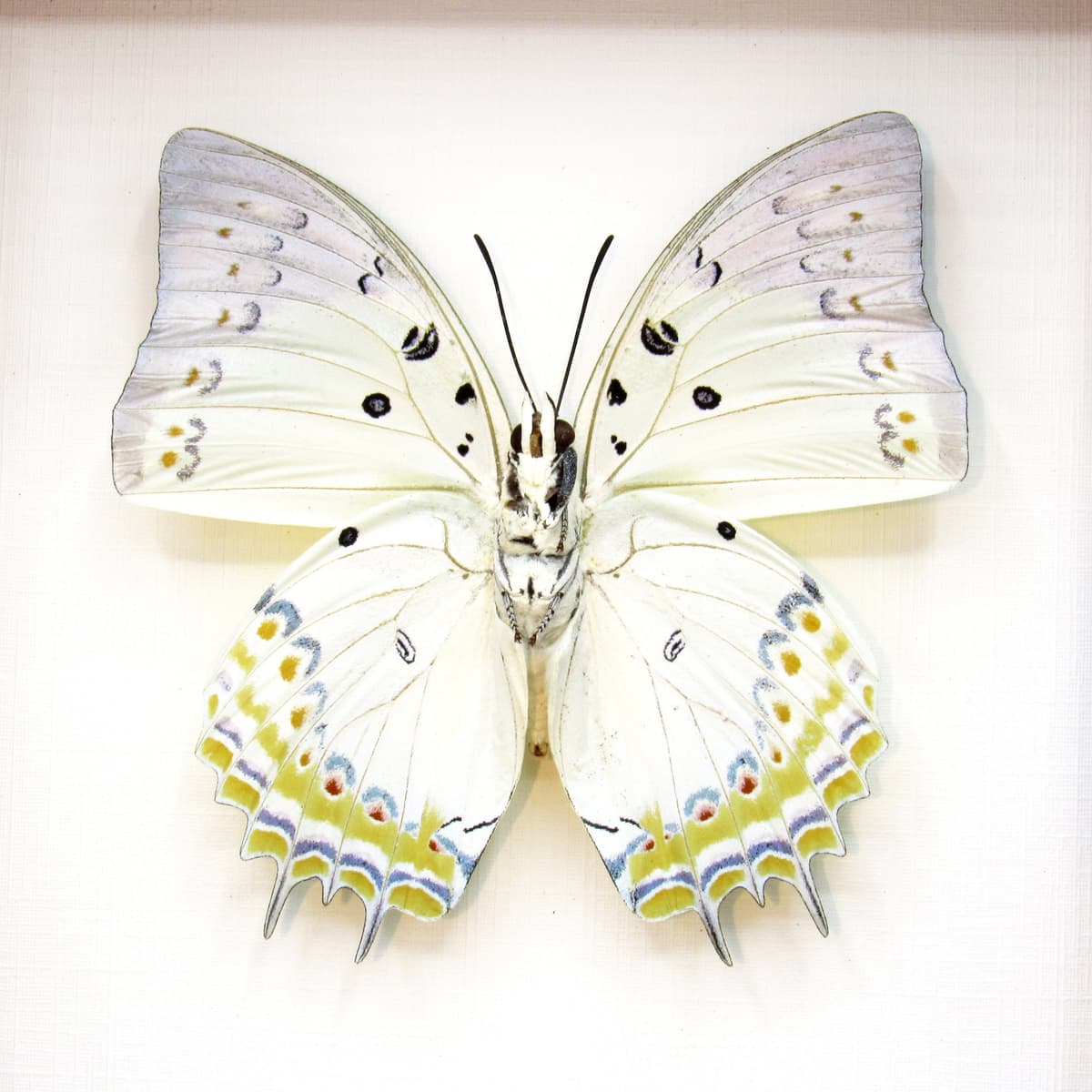 Real Jewel Nawab butterfly framed taxidermy - Polyura delphis concha