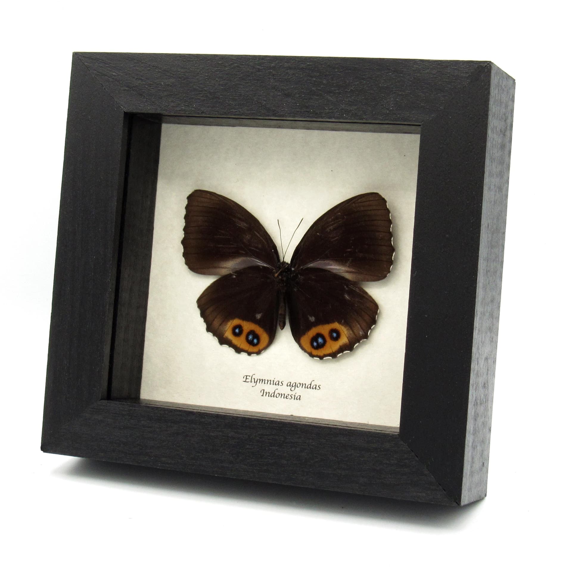 Real framed Palmfly butterfly taxidermy - Elymnias agondas