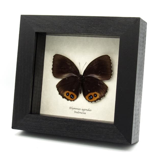 Real framed Palmfly butterfly taxidermy - Elymnias agondas