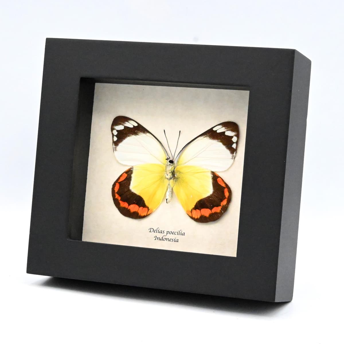 Real large yellow Delias butterfly framed taxidermy - Delias poecilia