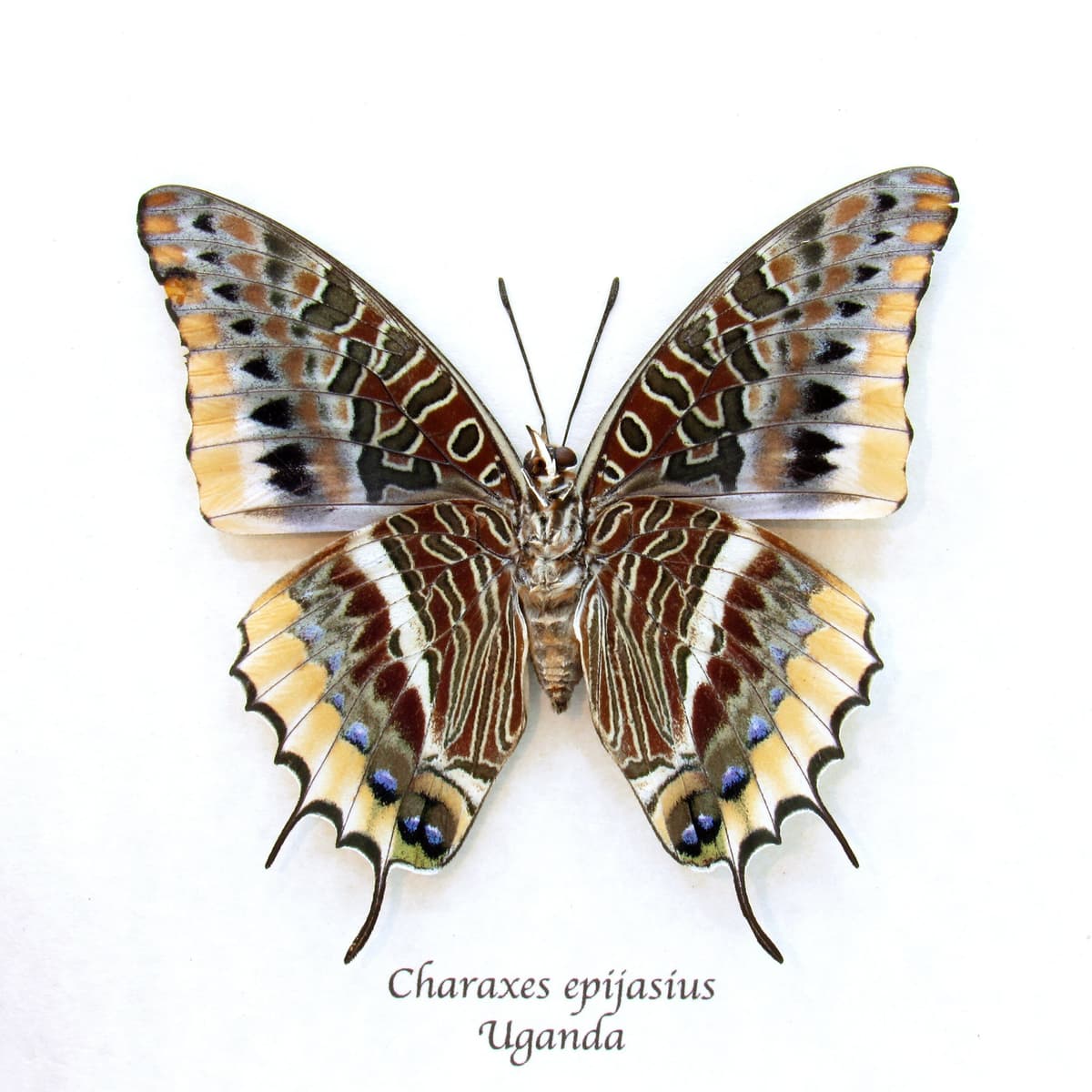 Real Two-tailed Pasha butterfly framed taxidermy - Charaxes epijasius - large female