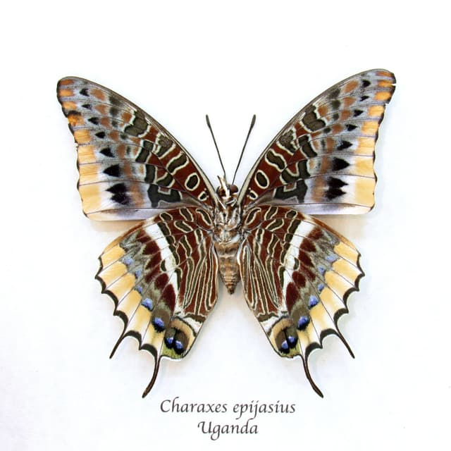 Real Two-tailed Pasha butterfly framed taxidermy - Charaxes epijasius - large female