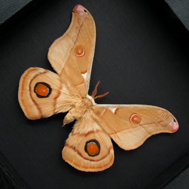Rare Australian Emperor Gum moth framed taxidermy - Opodiphthera eucalypti