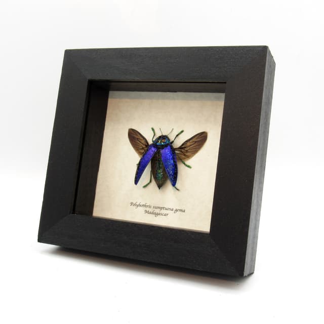Real hairy metallic purple beetle framed taxidermy - Polybothris sumptuosa gema